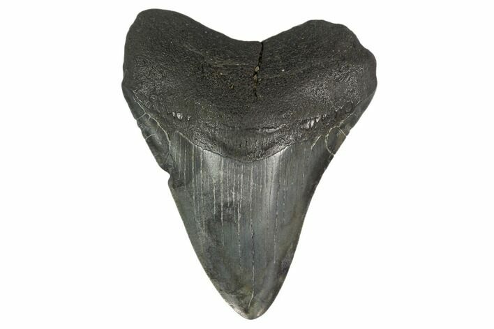 Fossil Megalodon Tooth - South Carolina #130798